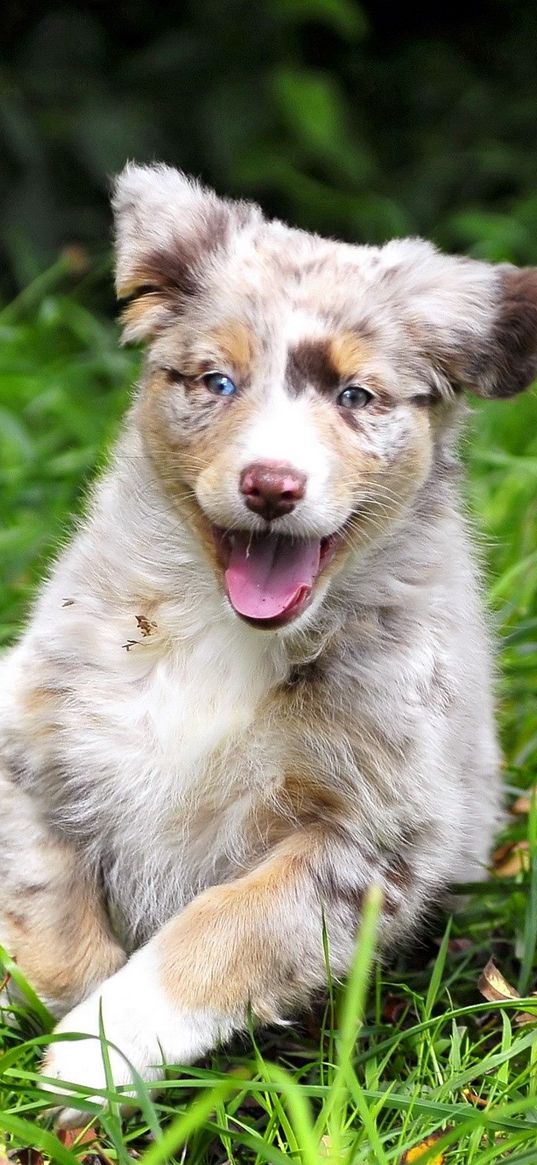 puppy, spotted, run, emotions