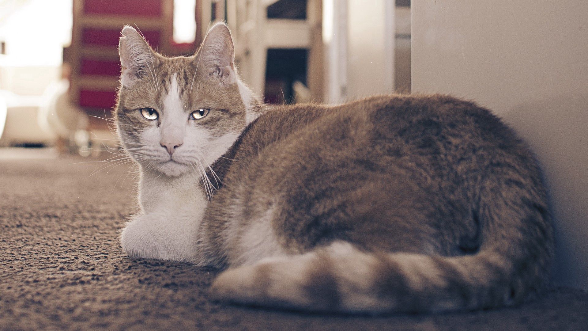 cat, fat, eyes, tired