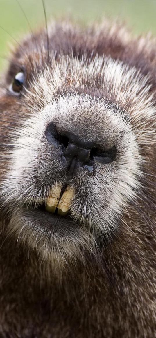 beaver, face, teeth, fur