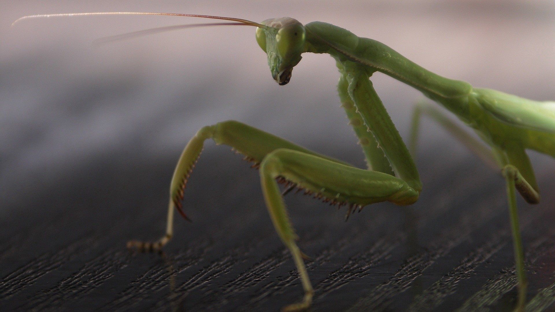 mantis, legs, insect, surface