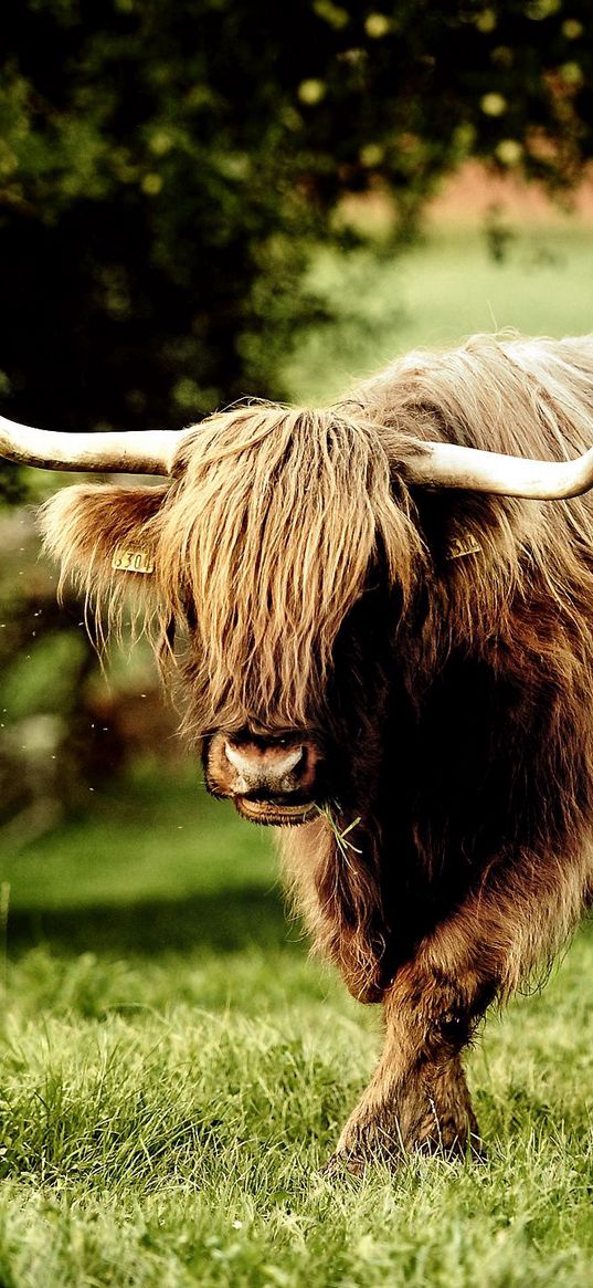 buffalo, bull, grass, walk, horn