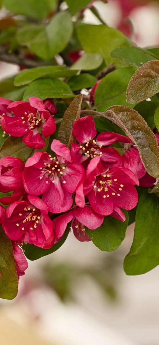 apple tree, flowers, stamens, blossom, pink