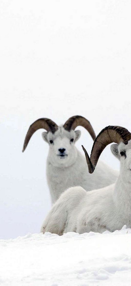 mountain sheep, horns, snow, hills, couple