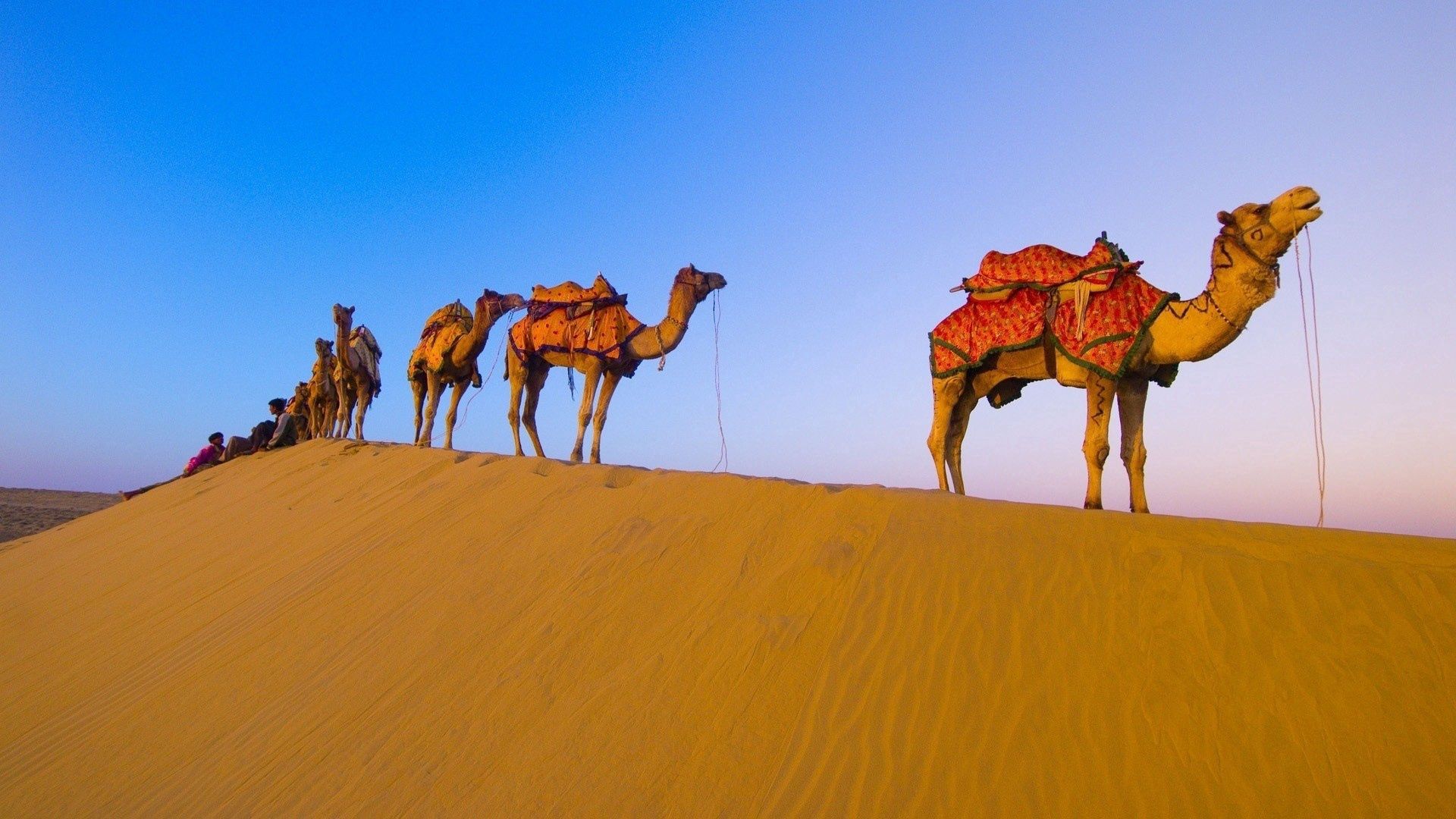 caravan, camels, desert, hike