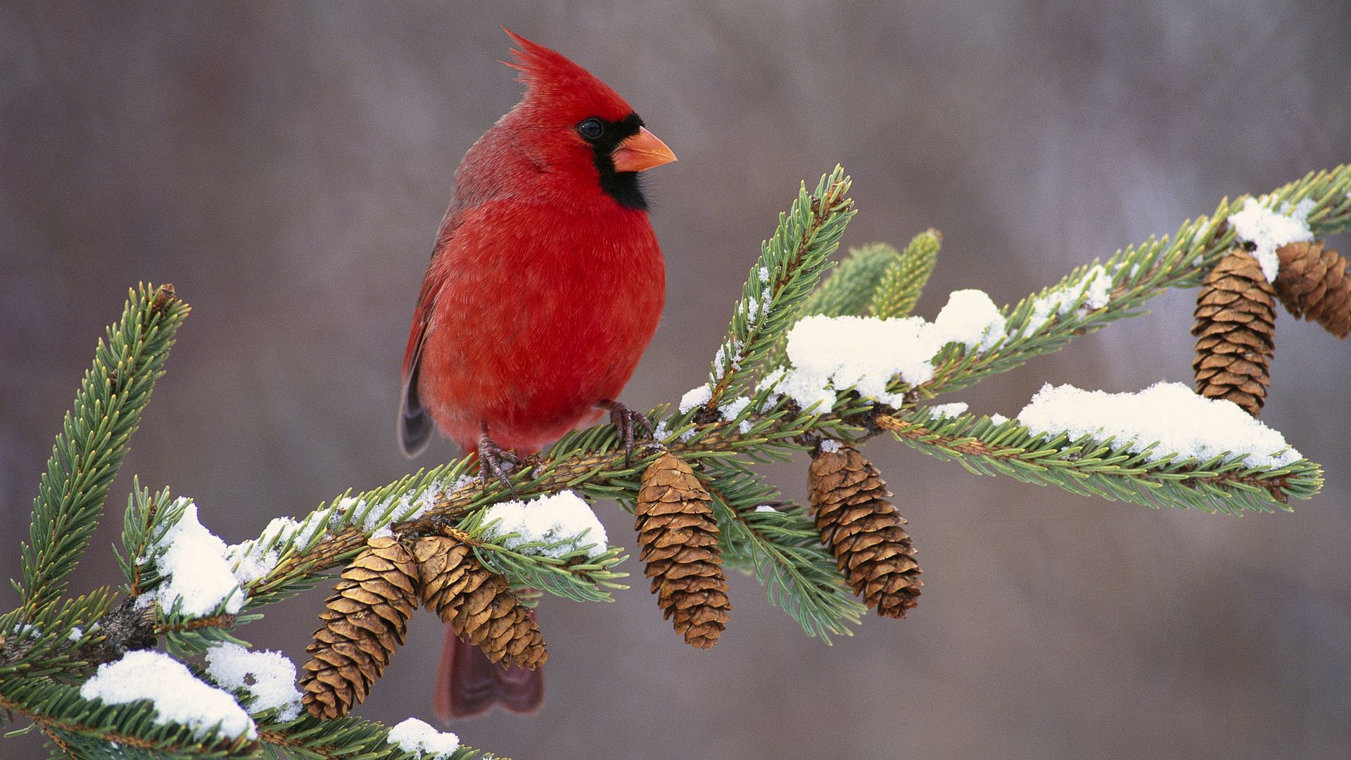 cardinal, bird, color, branch, snow