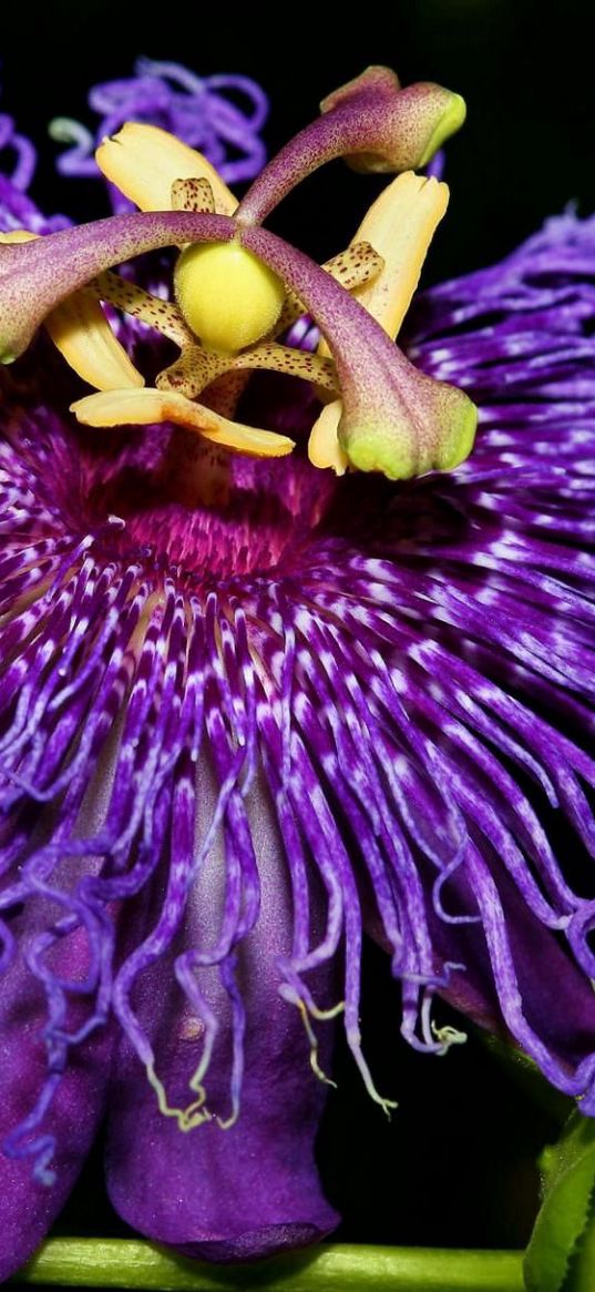 inspiration, passion, flower, purple