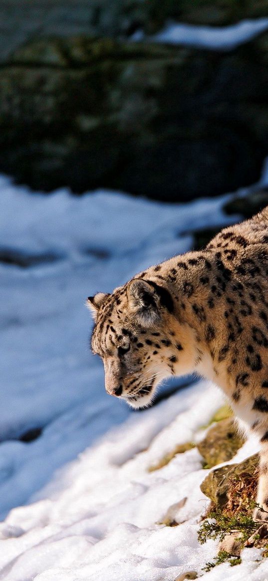 snow leopard, snow, hills