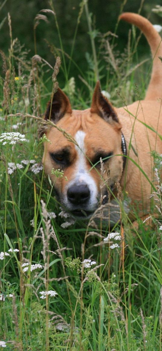 staffordshire terrier, dog, running, grass, face