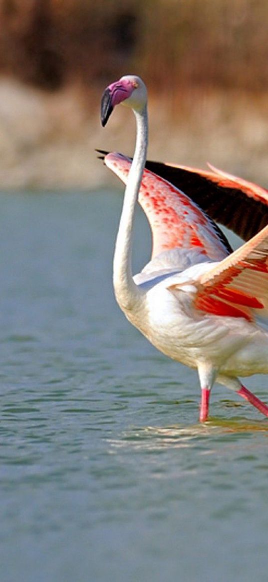 flamingo, lake, water, birds, large, walk