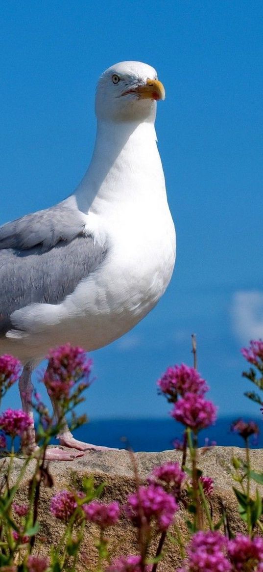 seagull, bird, sky, color, light