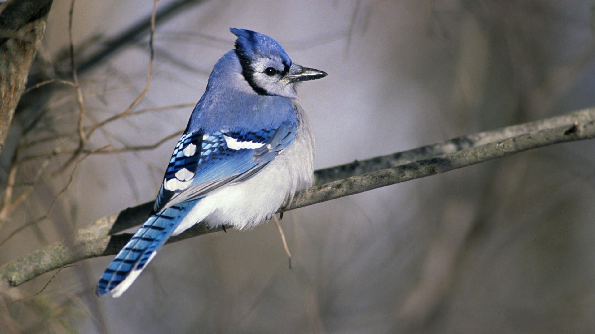 exotic, bird, branch, sit, color