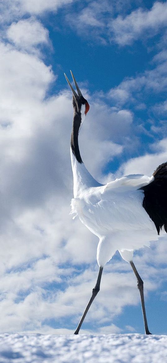 japanese crane, walk, couple, bird, beautiful