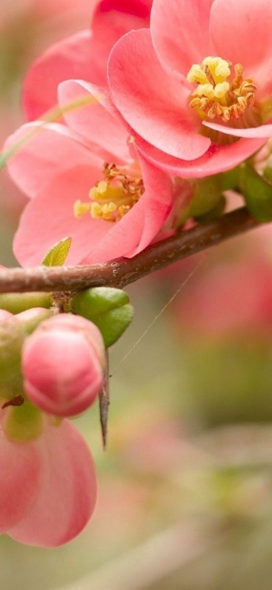 flower, blossom, pink, branch, bright