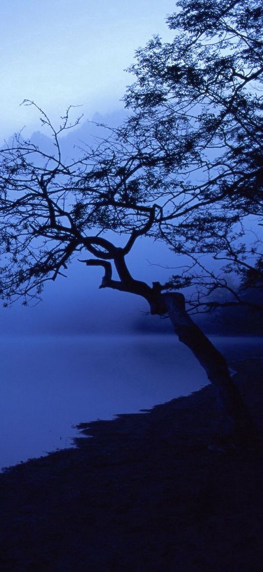tree, outlines, lake, night, surface of the water