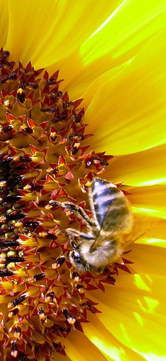 sunflower, bee, pollination, yellow