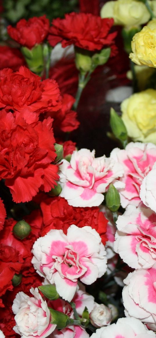 carnations, flowers, different, bright, bush