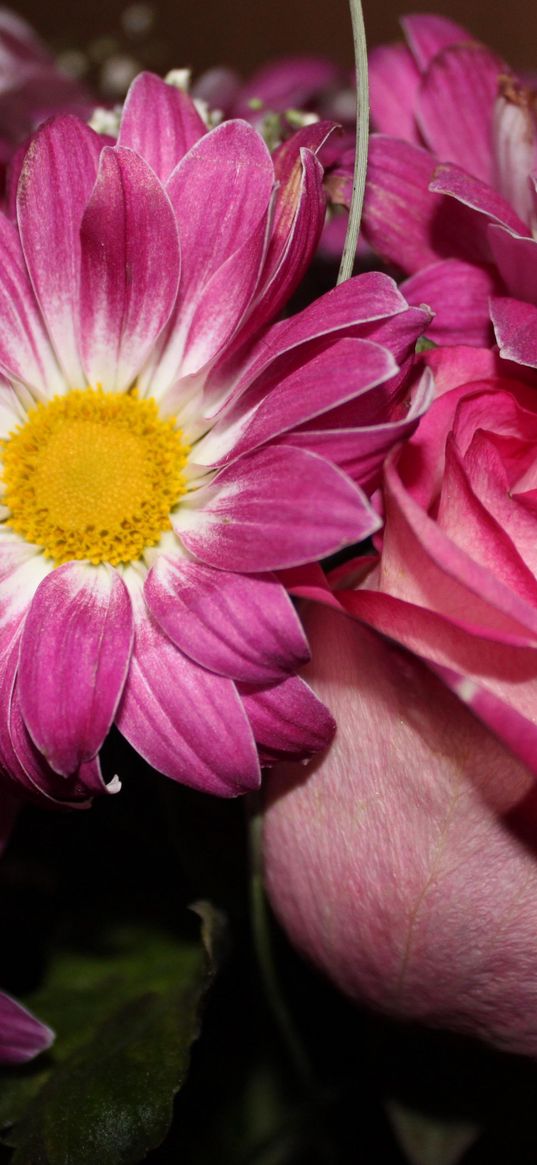 roses, flowers, gypsophila, bouquet, close-up