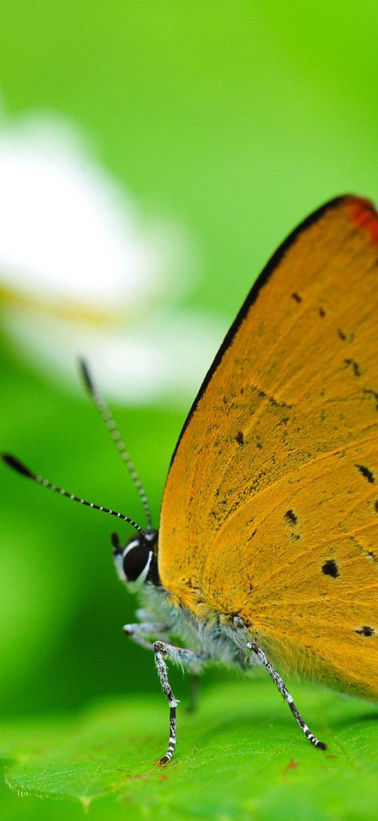 butterfly, wings, sitting, leaves