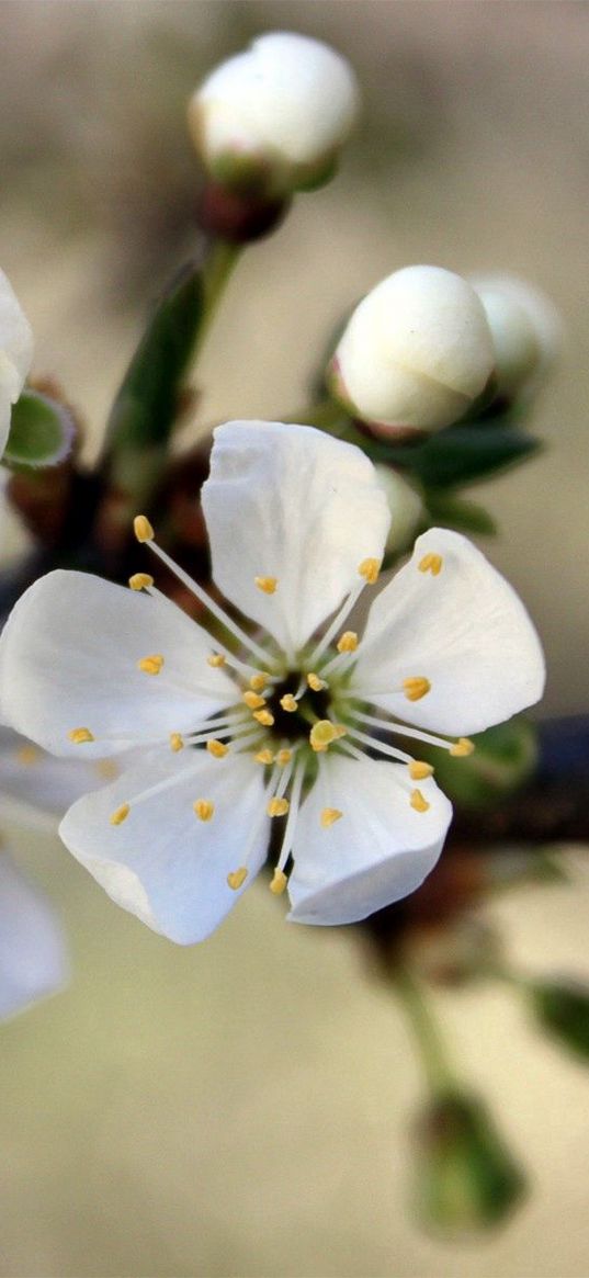 flowers, flowering, branch, spring