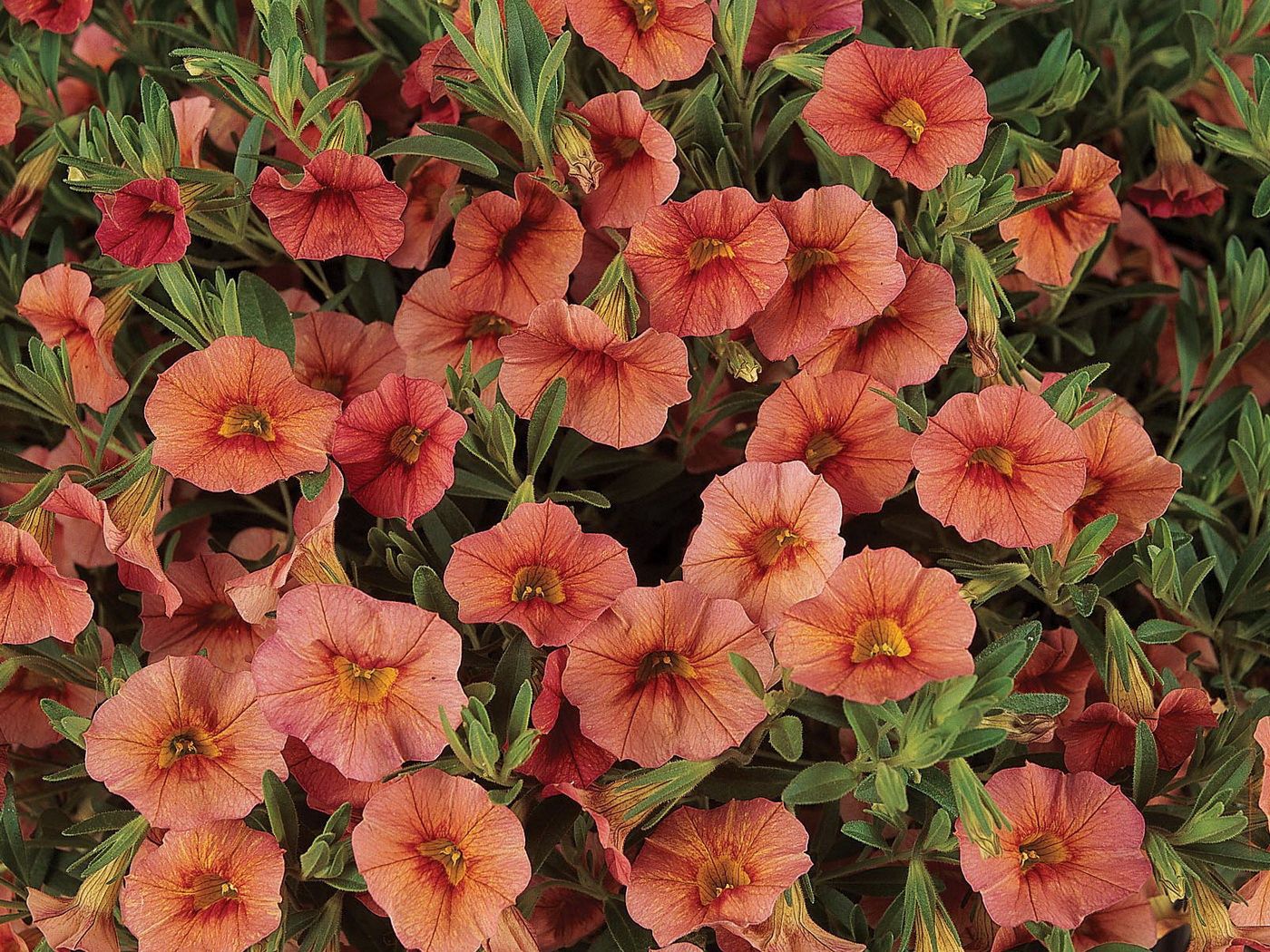 kalibrahoa, flowers, herbs, close-up