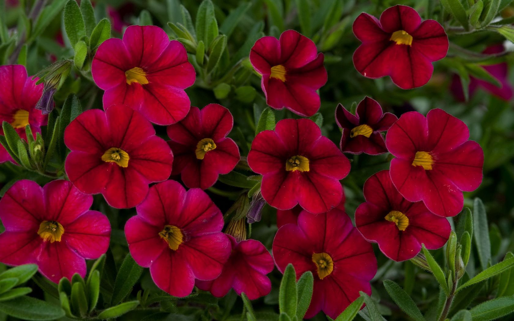 kalibrahoa, flowers, red, green, close-up