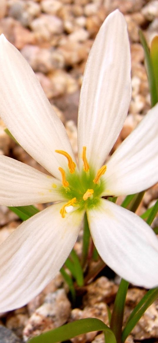 flower, white, stone, green