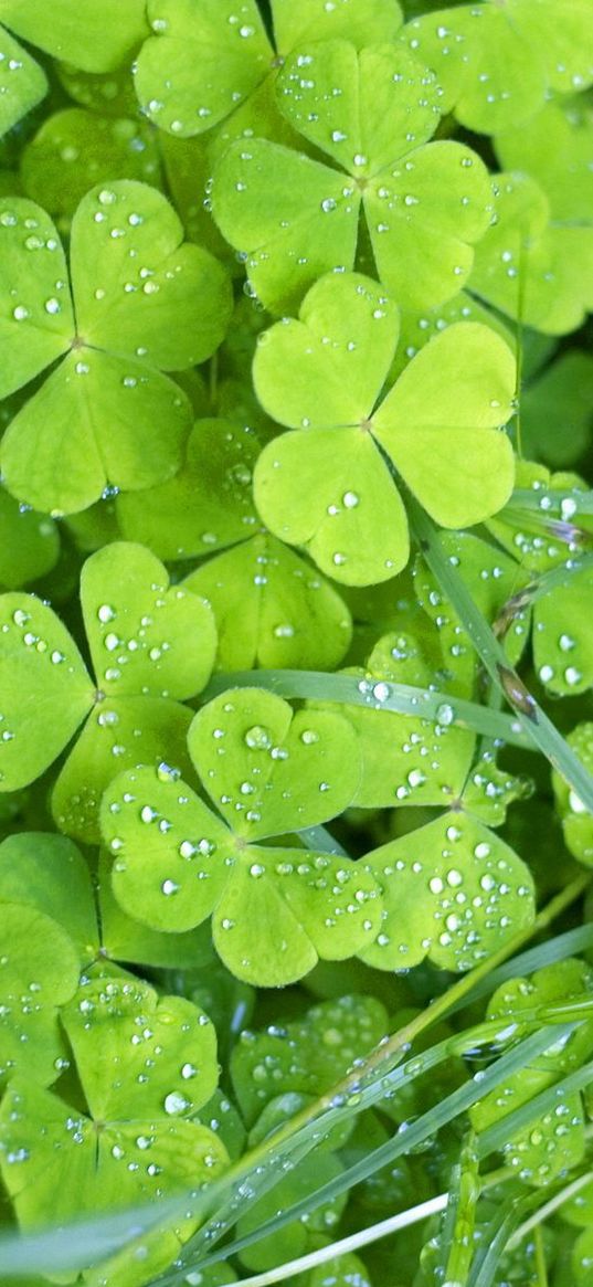 clover, grass, green, leaves, drops