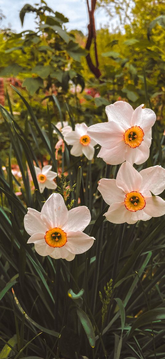 nature, flowers, grass, daffodil