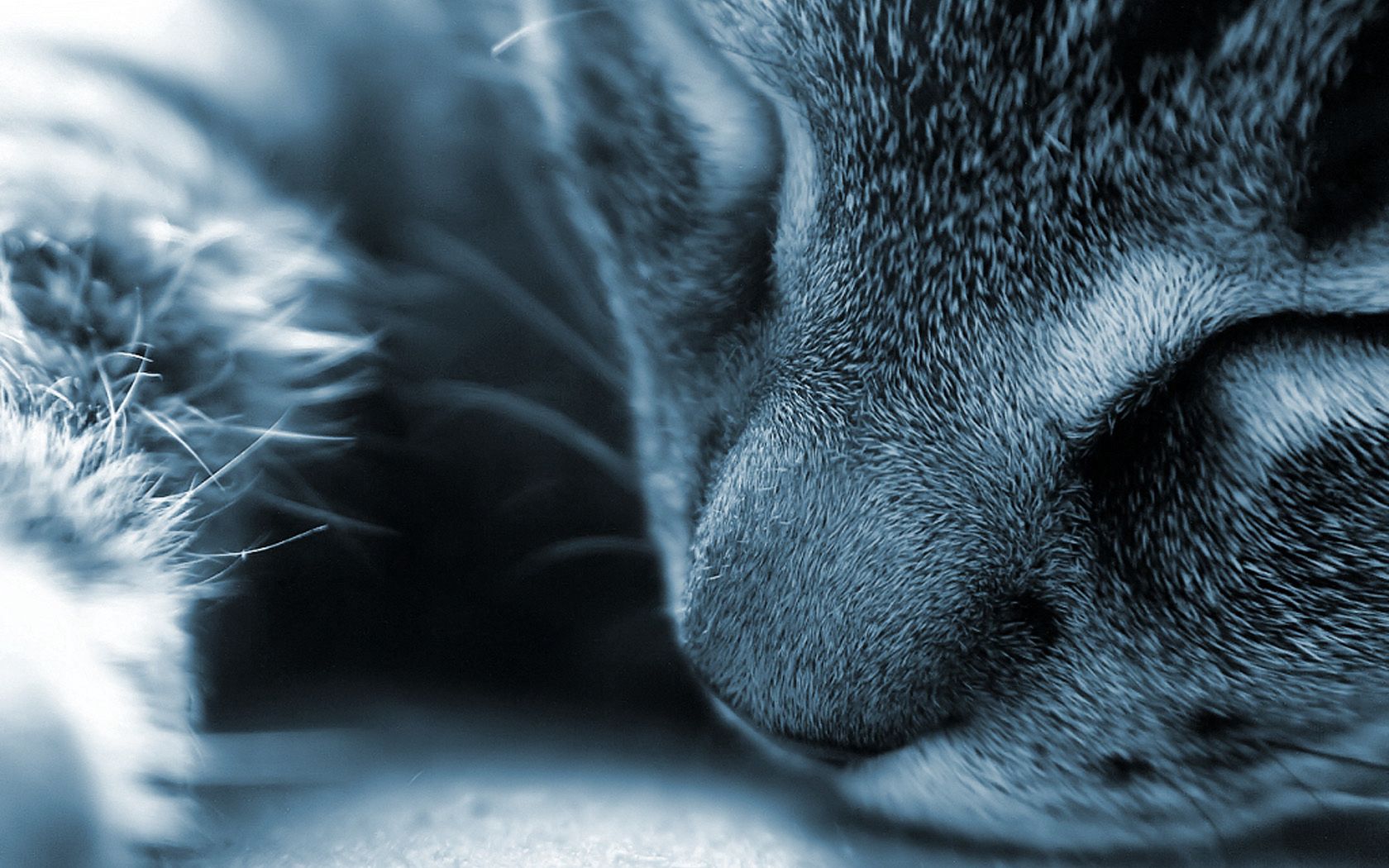 cat, face, nose, gray