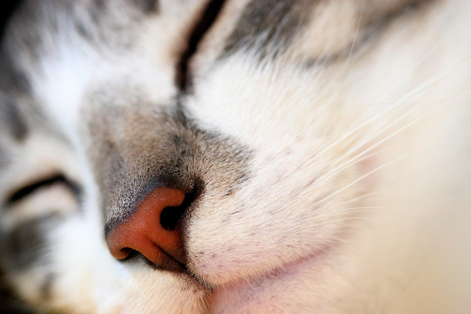 cat, face, nose, red, white, gray