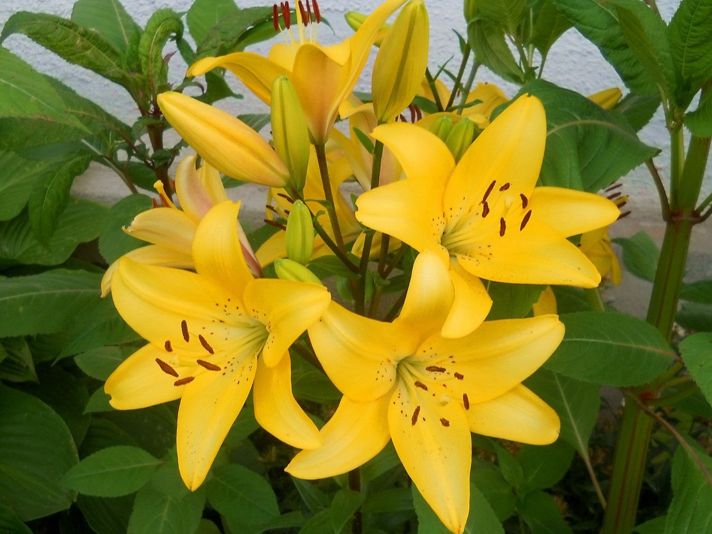 lilies, yellow, flowerbed, wall, green, stamens