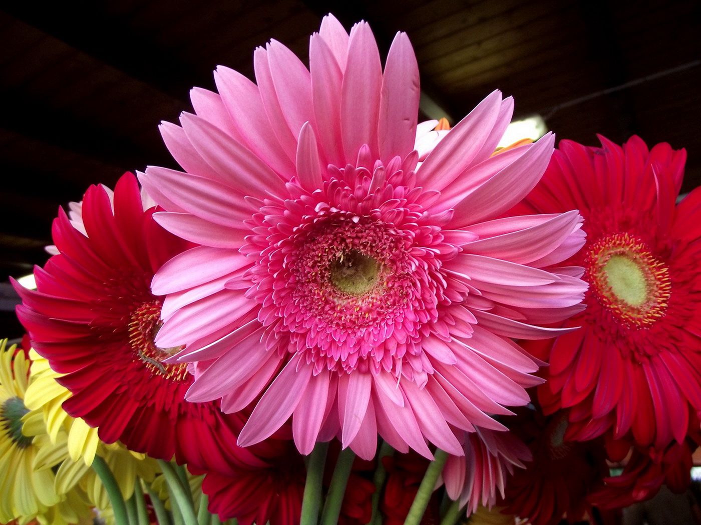 gerbera, flower, bouquet, lots, close-up