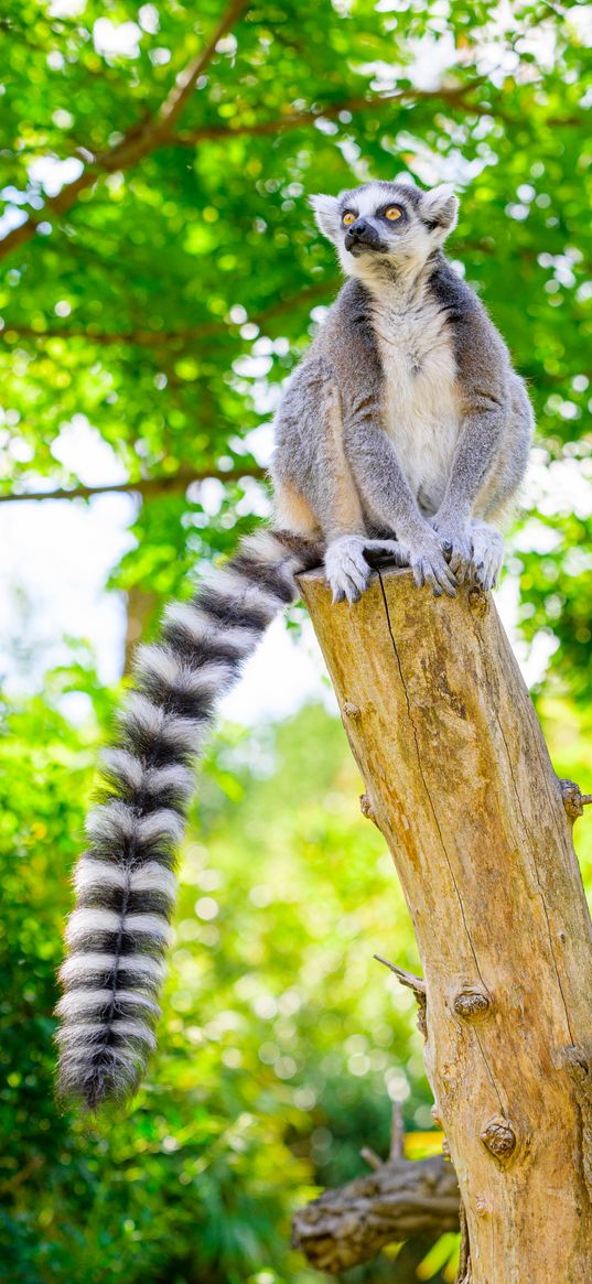 ring-tailed lemur, lemur, tail, wildlife