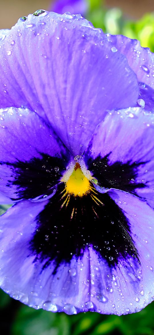 violet, flower, petals, drops, purple