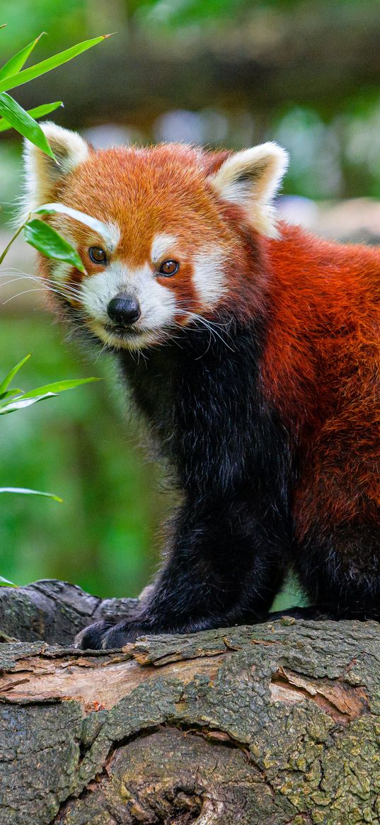 red panda, tree, leaves, wildlife