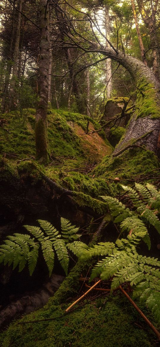 forest, trees, nature, moss, fern