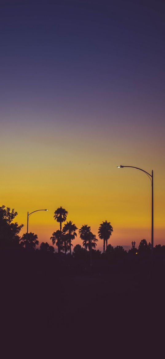 palms, silhouettes, twilight