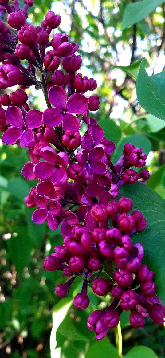 lilac, flowers, plant, pink, nature