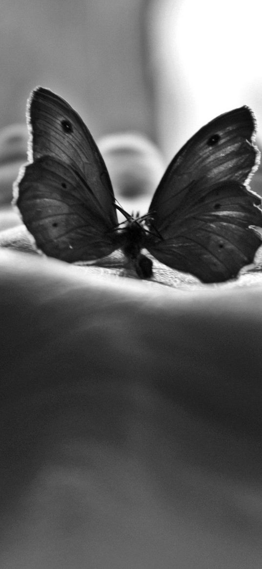 palm, butterfly, spirits, black white