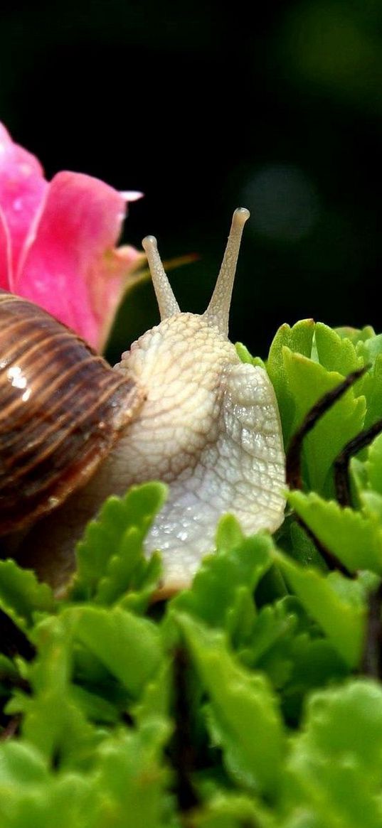 snail, shell, antennae, leaf, flower