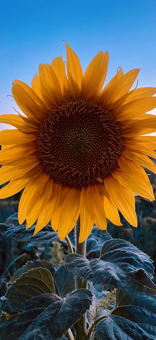 sunflower, flower, yellow, field, sunset