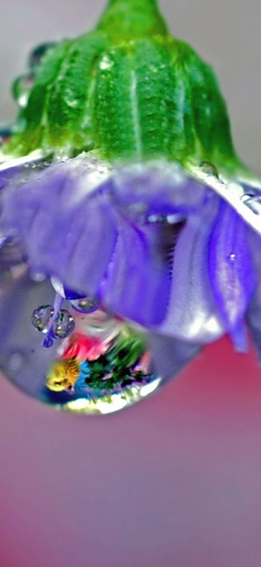 flower, drops, dew, reflection, stem