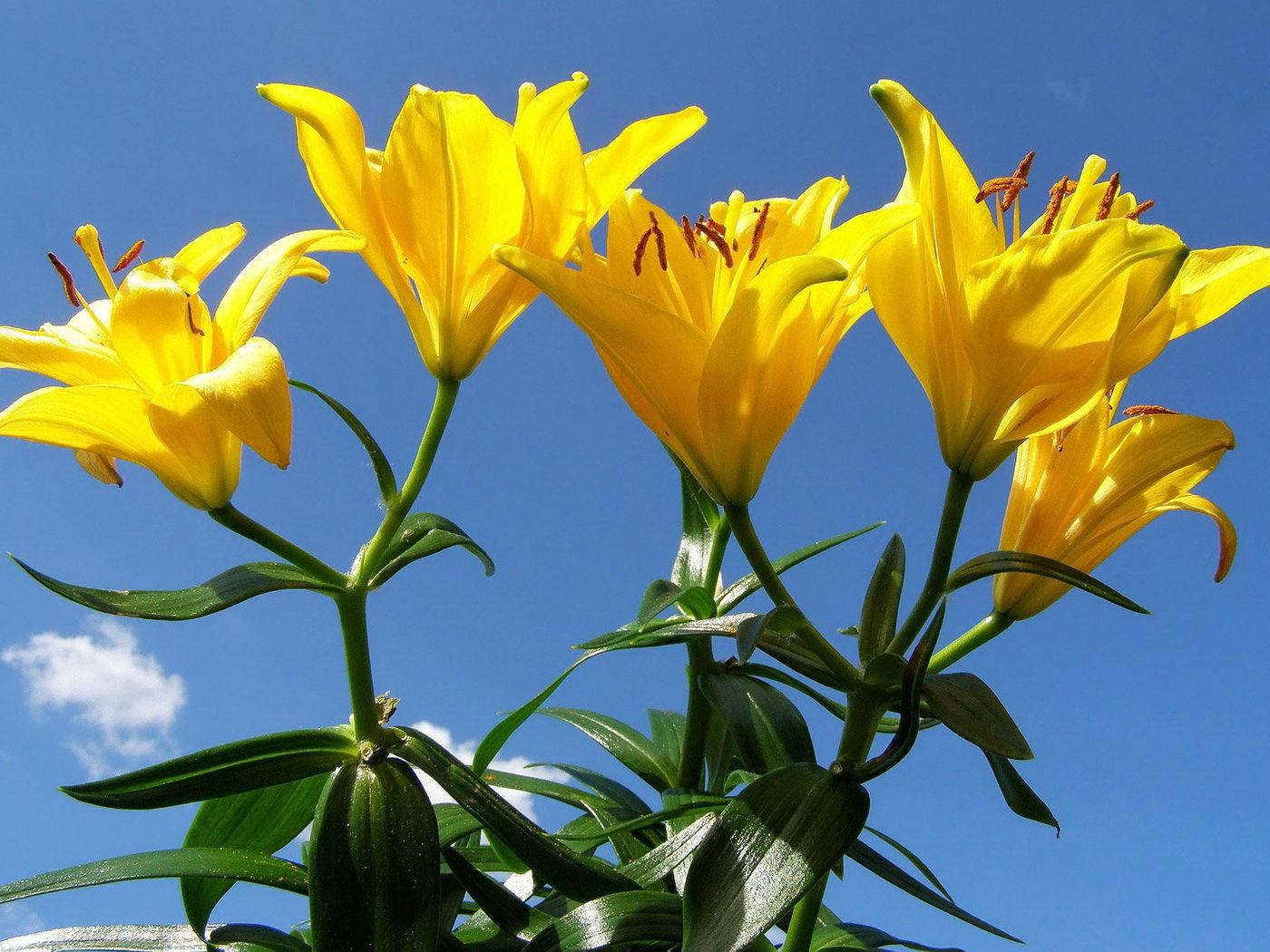 lilies, flowers, stamens, sky, sunny, green