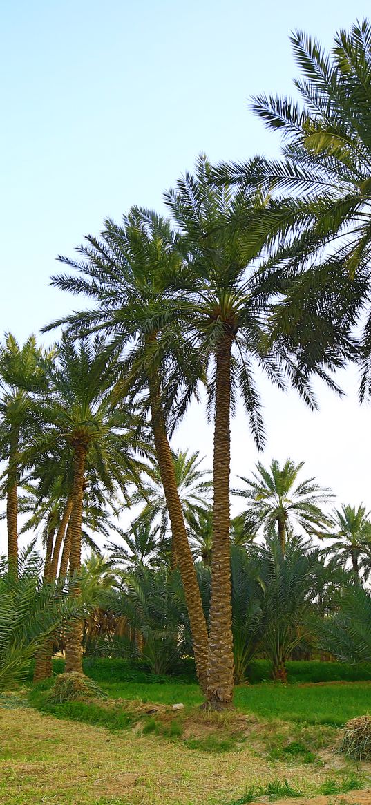 palm trees, nature, farm, النخيل, الطبيعة, المزارع