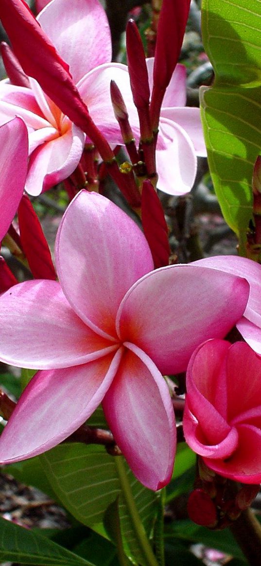 plumeria, flowers, leaves, shade, buds