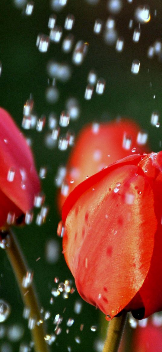 tulips, flowers, buds, drops, blurred