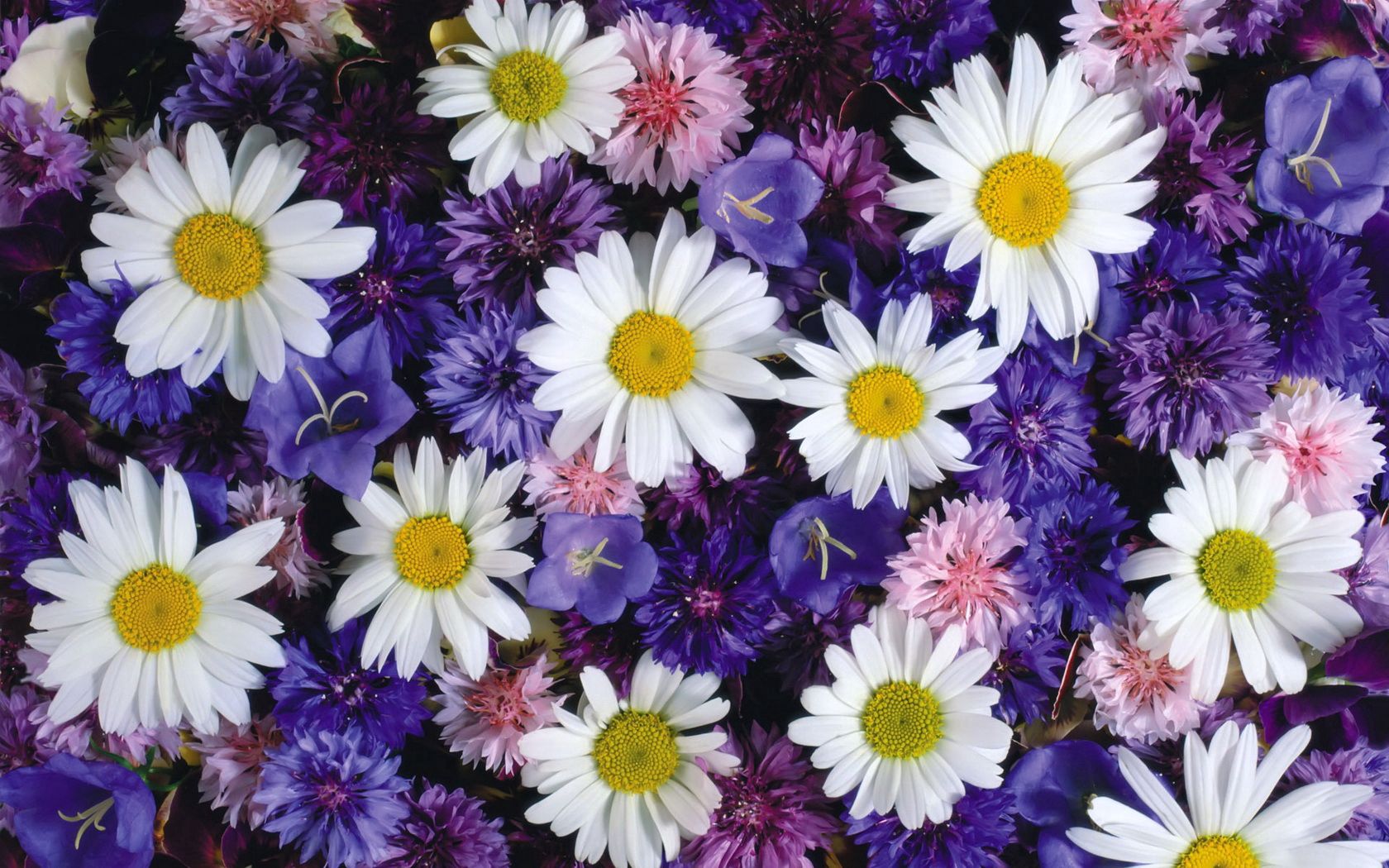 daisies, cornflowers, bluebells, flowers, bright