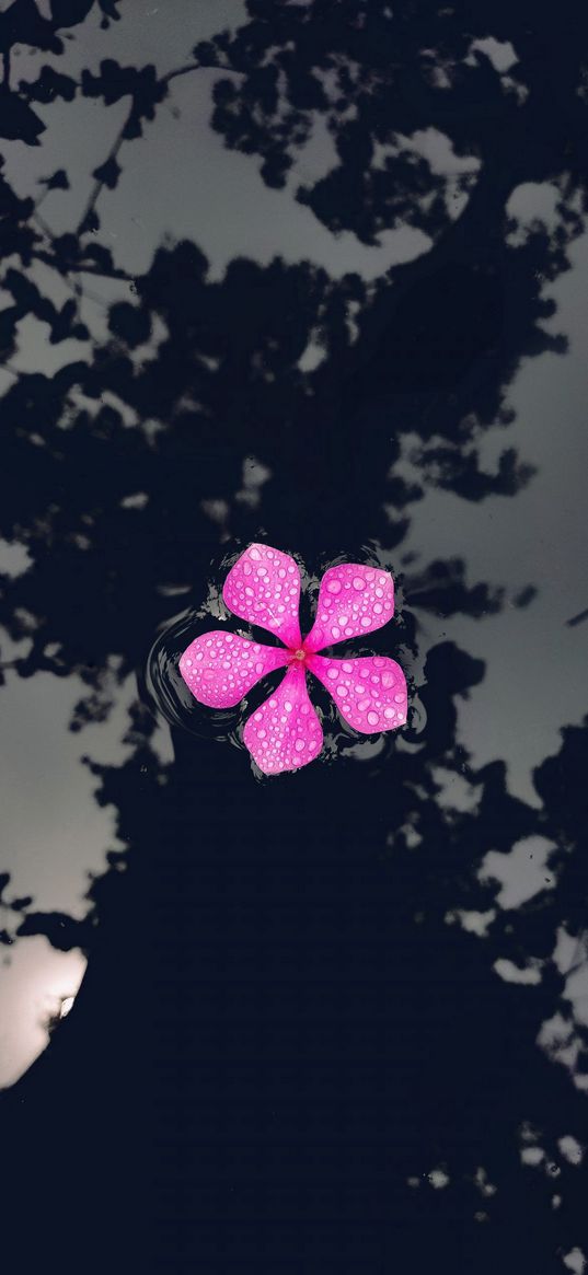 catharanthus, petals, flower, drops, water, reflection