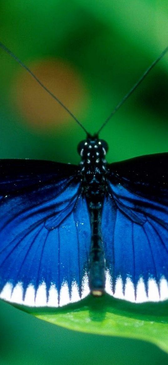 butterfly, wings, patterns, insect