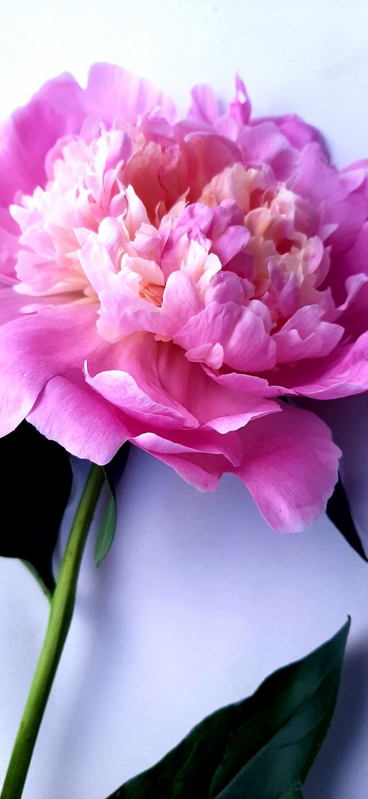 peony, flower, pink, plant, white background